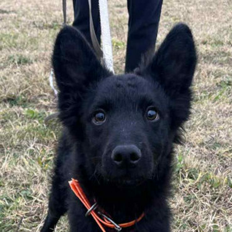 Bild 7: Samba ist ein Mudi-Mischling, und wie es für diese Rasse typisch ist.