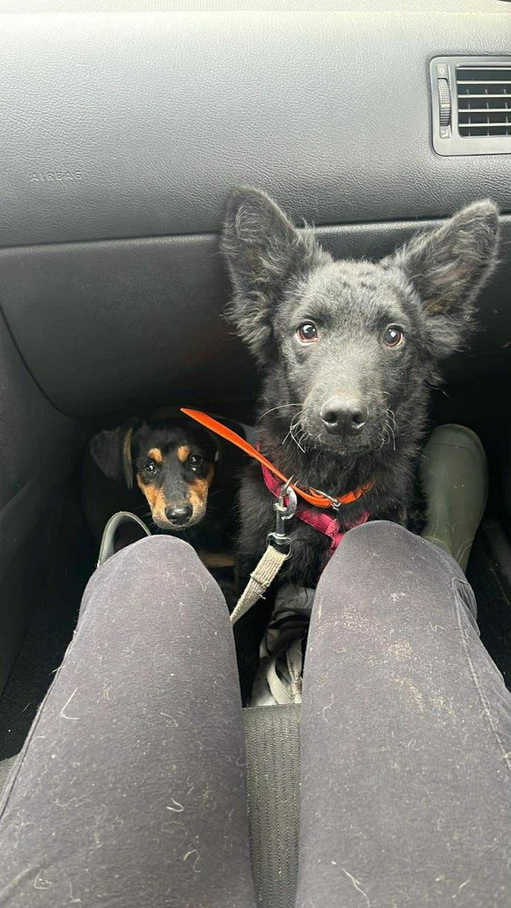 Bild 5: Samba ist ein Mudi-Mischling, und wie es für diese Rasse typisch ist.