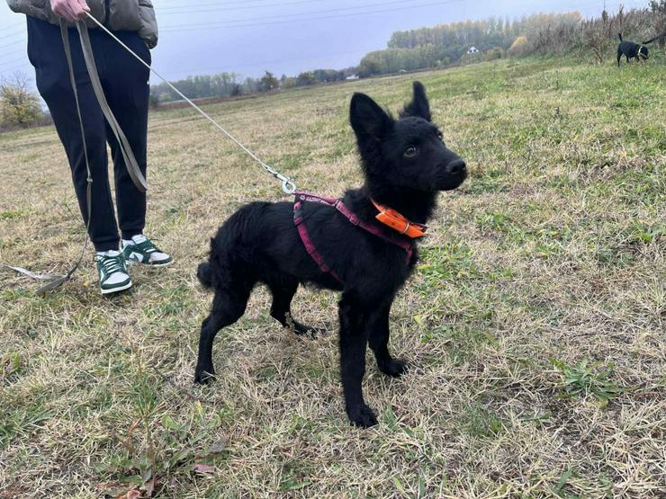 Bild 3: Samba ist ein Mudi-Mischling, und wie es für diese Rasse typisch ist.