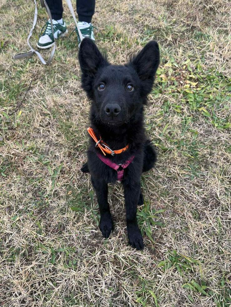 Samba ist ein Mudi-Mischling, und wie es für diese Rasse typisch ist.