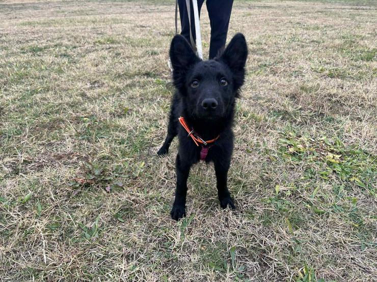 Bild 2: Samba ist ein Mudi-Mischling, und wie es für diese Rasse typisch ist.