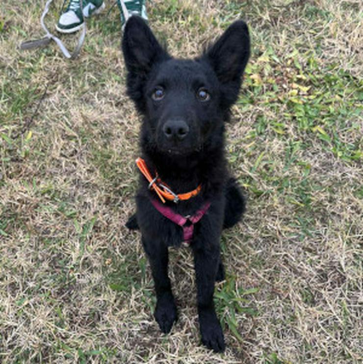 Bild 6: Samba ist ein Mudi-Mischling, und wie es für diese Rasse typisch ist.