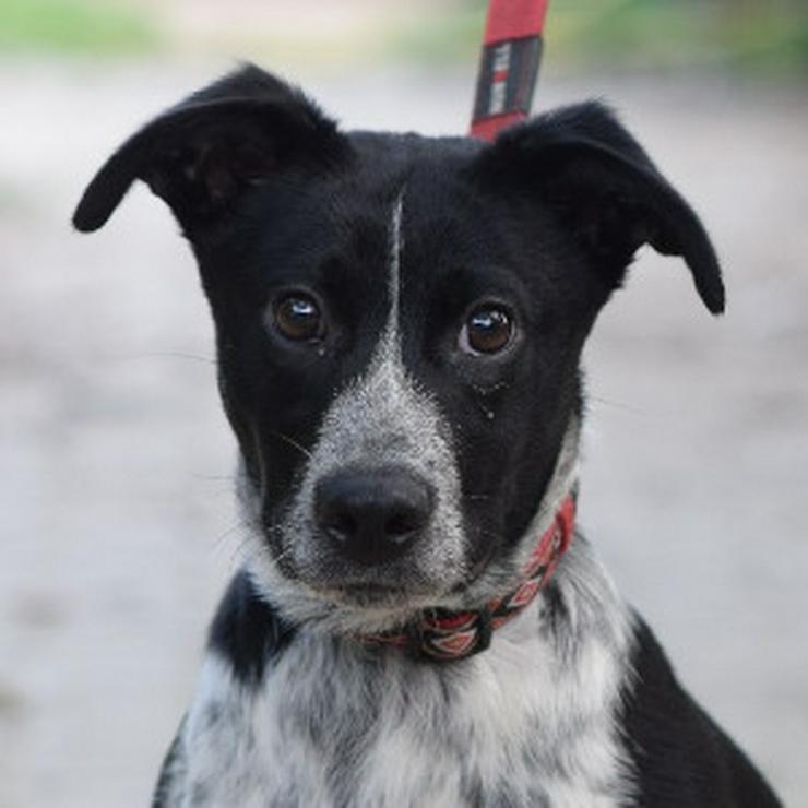 Bild 8: Guba ist ein süßer Junghund, der darauf wartet, ein schönes Zuhause zu finden.