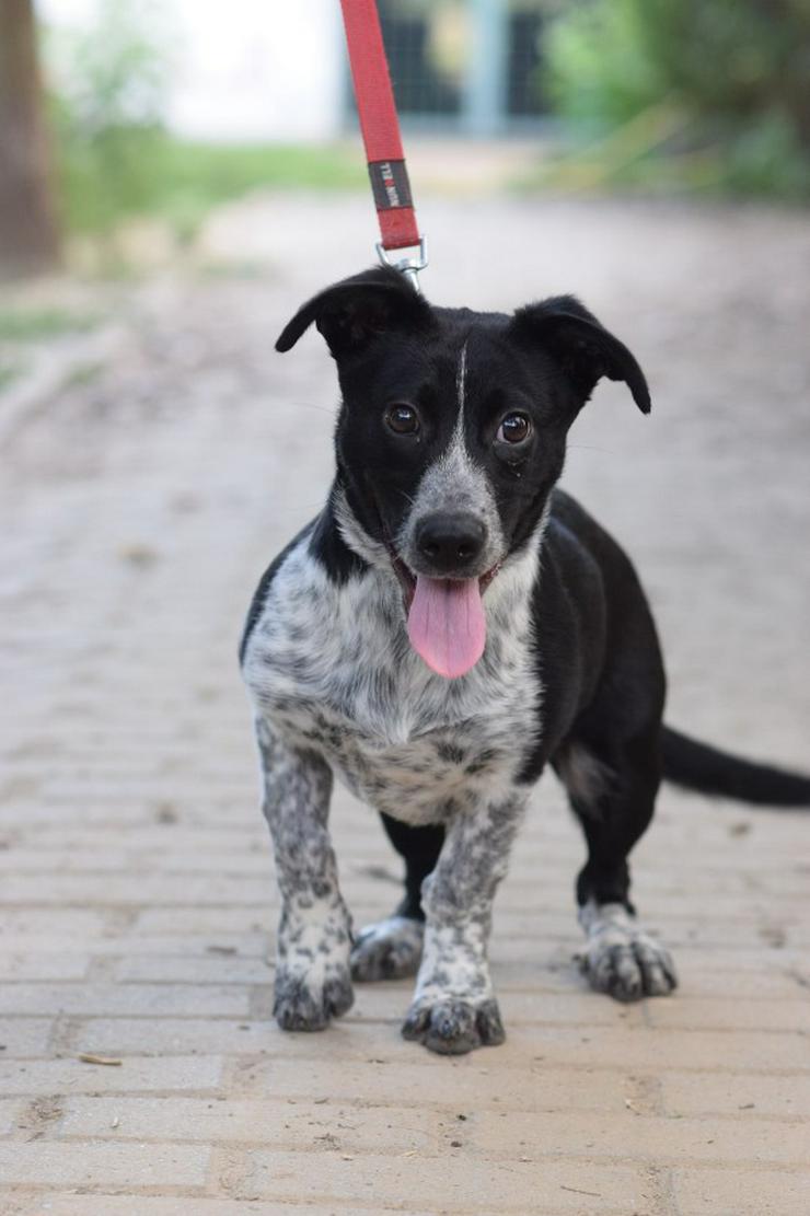 Bild 2: Guba ist ein süßer Junghund, der darauf wartet, ein schönes Zuhause zu finden.