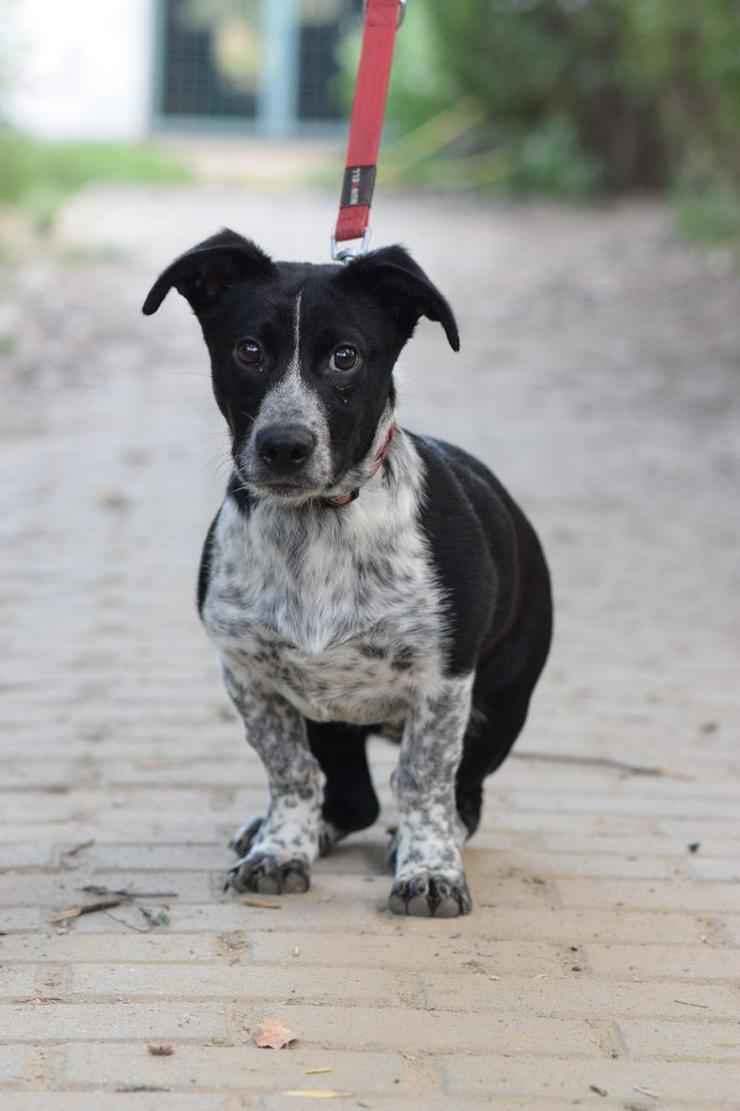 Bild 3: Guba ist ein süßer Junghund, der darauf wartet, ein schönes Zuhause zu finden.
