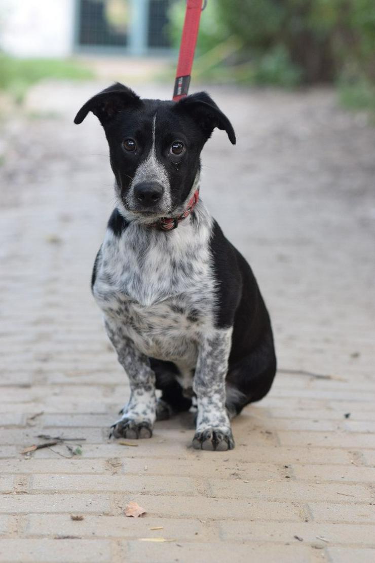 Bild 7: Guba ist ein süßer Junghund, der darauf wartet, ein schönes Zuhause zu finden.
