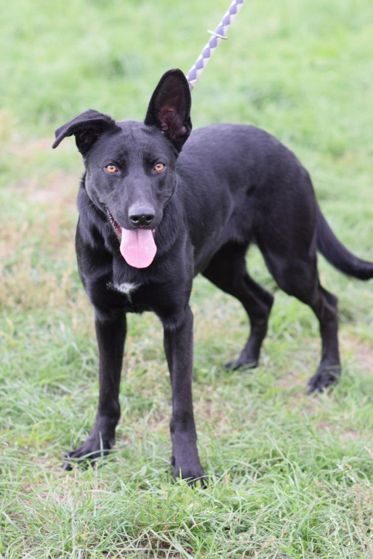 Bild 2: Heidi ist eine verspielte und verschmuste Hündin, die Menschen gegenüber offen und freundlich ist. 