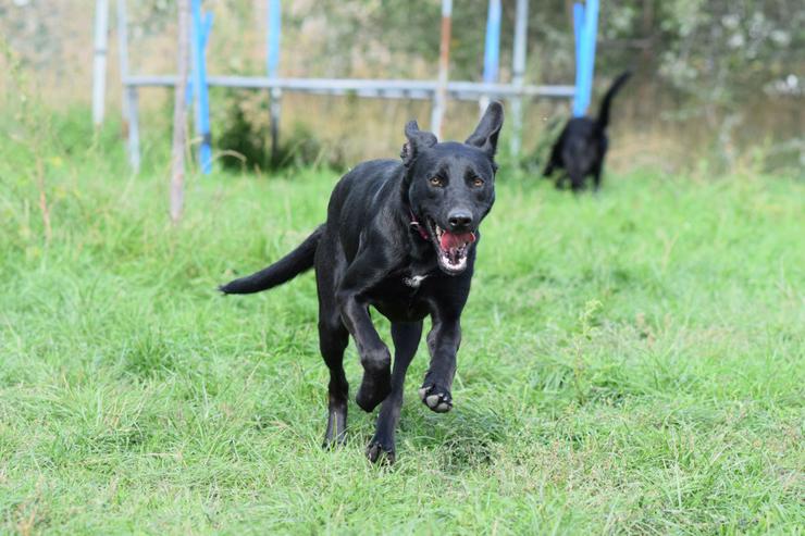 Bild 9: Heidi ist eine verspielte und verschmuste Hündin, die Menschen gegenüber offen und freundlich ist. 