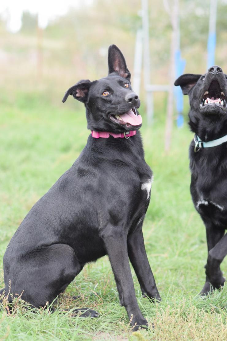 Bild 6: Heidi ist eine verspielte und verschmuste Hündin, die Menschen gegenüber offen und freundlich ist. 
