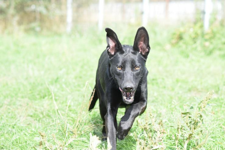 Bild 8: Heidi ist eine verspielte und verschmuste Hündin, die Menschen gegenüber offen und freundlich ist. 