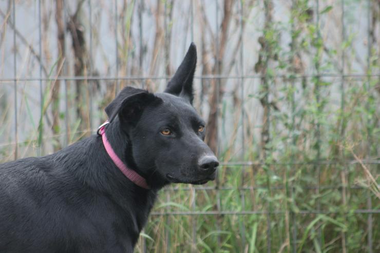 Bild 3: Heidi ist eine verspielte und verschmuste Hündin, die Menschen gegenüber offen und freundlich ist. 