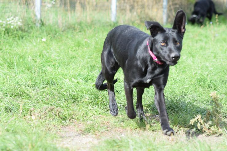Bild 7: Heidi ist eine verspielte und verschmuste Hündin, die Menschen gegenüber offen und freundlich ist. 