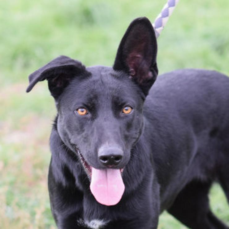 Bild 10: Heidi ist eine verspielte und verschmuste Hündin, die Menschen gegenüber offen und freundlich ist. 