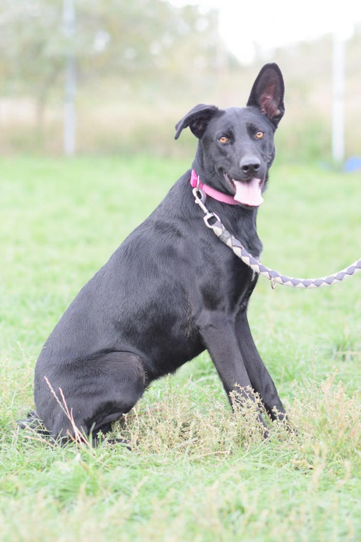 Bild 4: Heidi ist eine verspielte und verschmuste Hündin, die Menschen gegenüber offen und freundlich ist. 