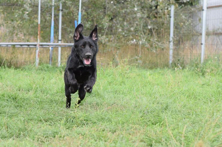 Bild 7: Sancho ist ein verspielter und verschmuster Rüde.