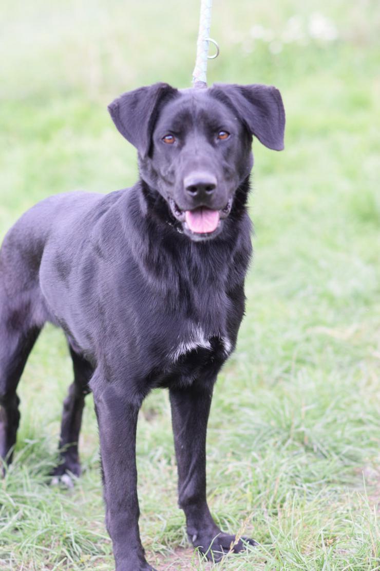 Sancho ist ein verspielter und verschmuster Rüde.