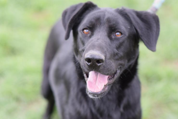 Bild 2: Sancho ist ein verspielter und verschmuster Rüde.