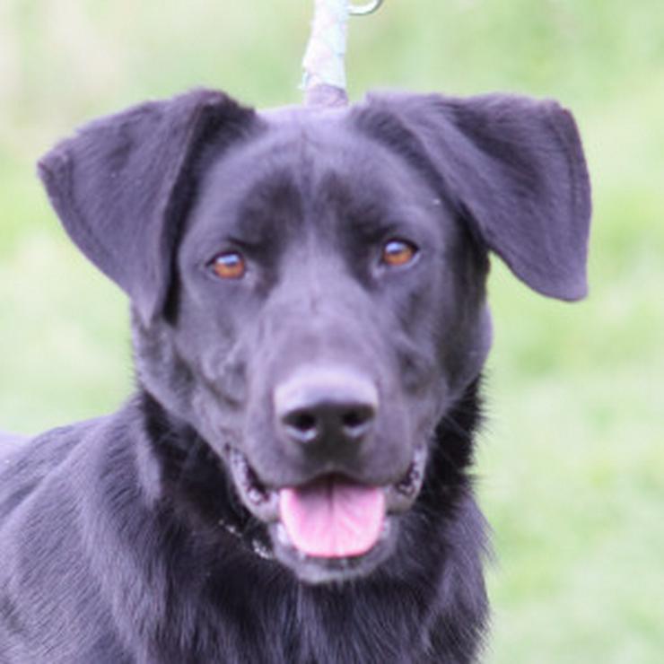 Bild 8: Sancho ist ein verspielter und verschmuster Rüde.