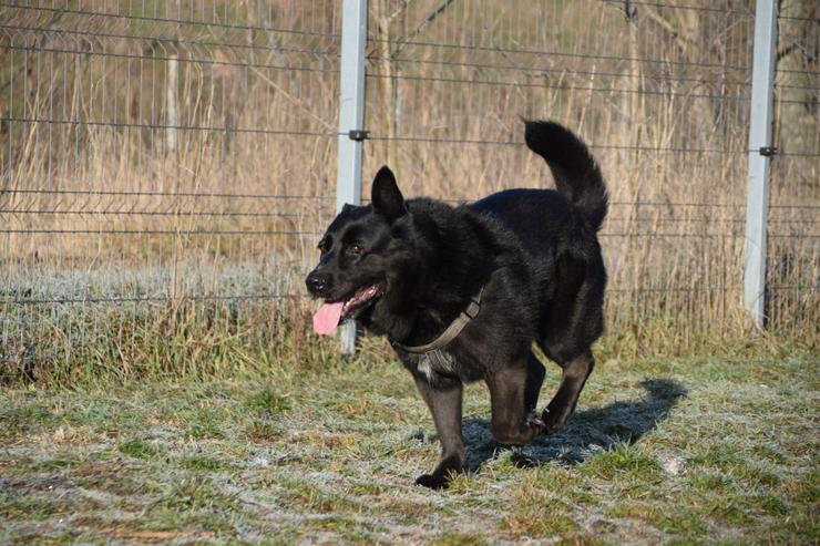 Bild 3: Athene ist freundlich und verschmust, sie liebt die Gesellschaft von Menschen und genießt jede Form von Aufmerksamkeit.