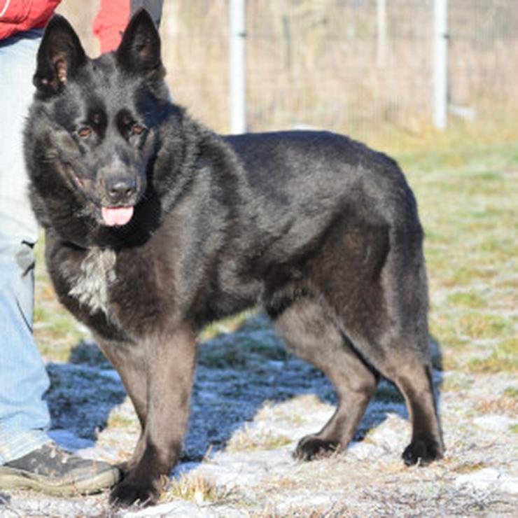 Bild 14: Athene ist freundlich und verschmust, sie liebt die Gesellschaft von Menschen und genießt jede Form von Aufmerksamkeit.