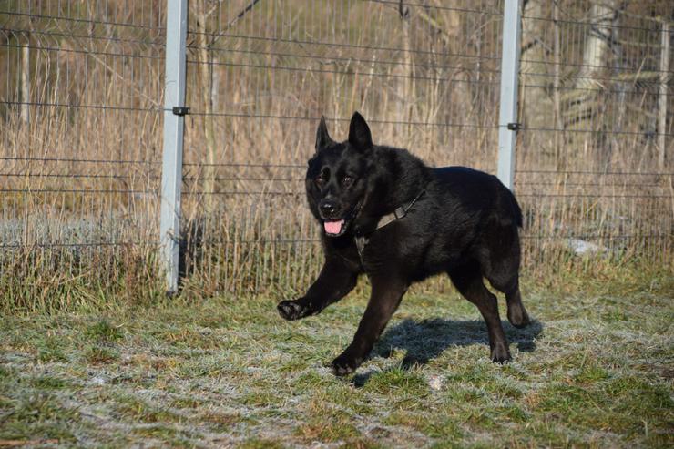 Bild 2: Athene ist freundlich und verschmust, sie liebt die Gesellschaft von Menschen und genießt jede Form von Aufmerksamkeit.