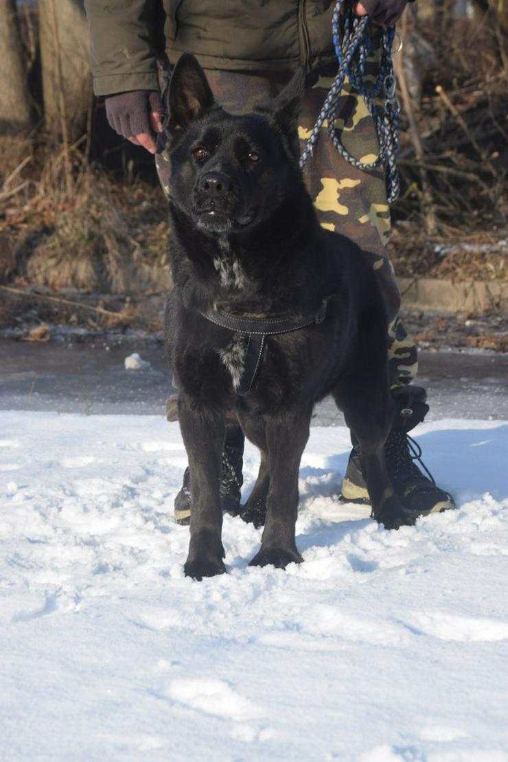 Bild 9: Athene ist freundlich und verschmust, sie liebt die Gesellschaft von Menschen und genießt jede Form von Aufmerksamkeit.