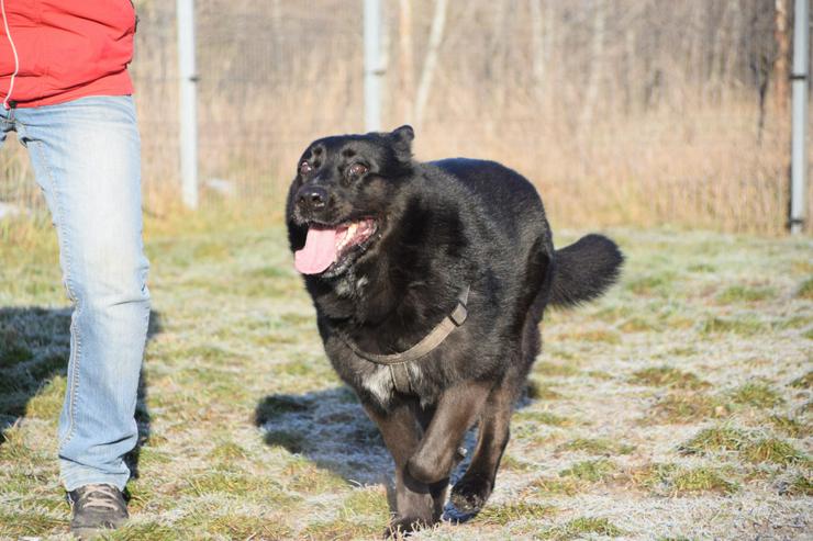 Bild 5: Athene ist freundlich und verschmust, sie liebt die Gesellschaft von Menschen und genießt jede Form von Aufmerksamkeit.
