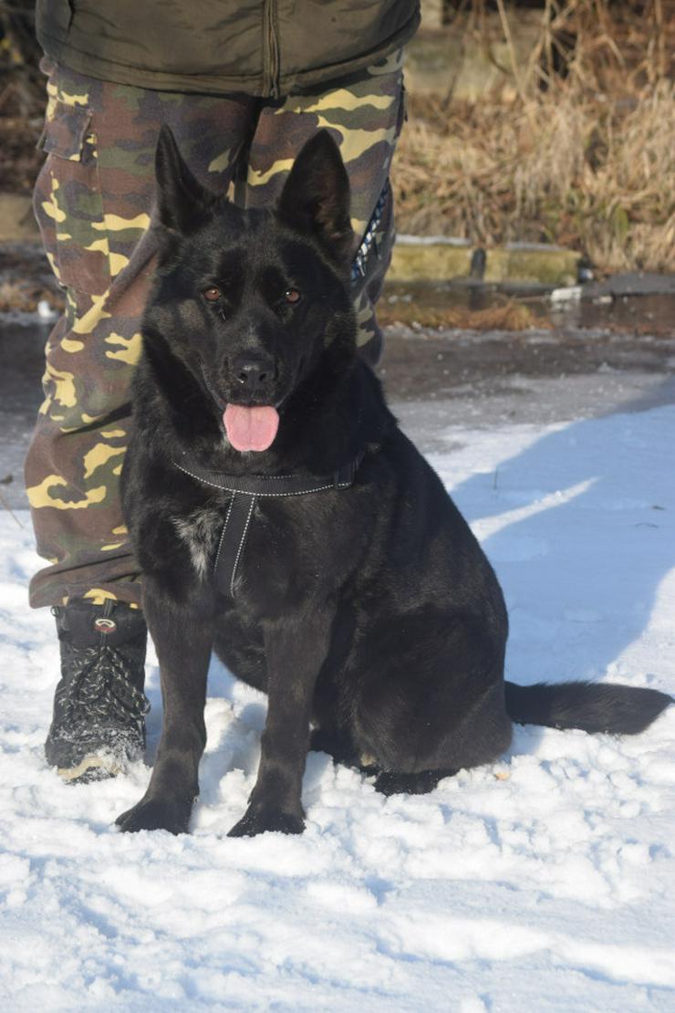 Bild 11: Athene ist freundlich und verschmust, sie liebt die Gesellschaft von Menschen und genießt jede Form von Aufmerksamkeit.