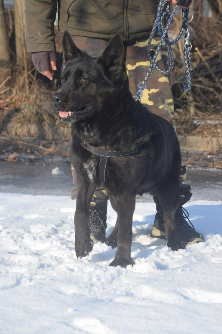 Bild 10: Athene ist freundlich und verschmust, sie liebt die Gesellschaft von Menschen und genießt jede Form von Aufmerksamkeit.