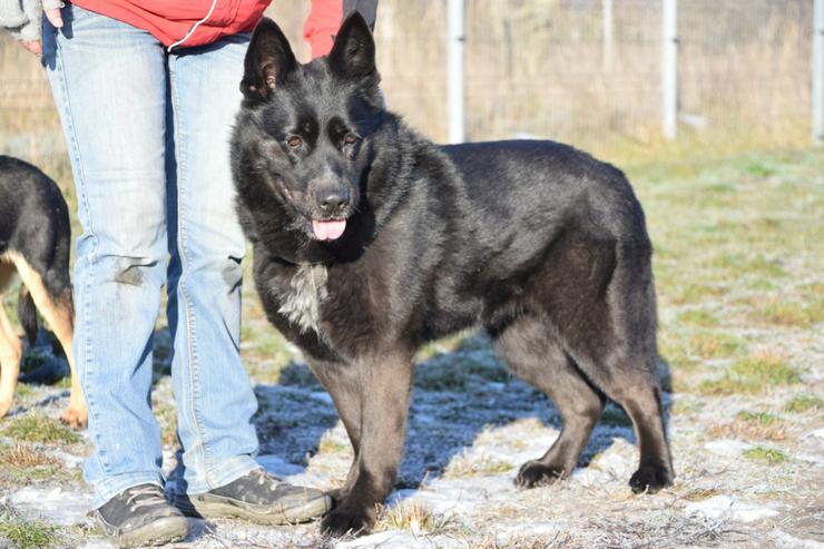 Athene ist freundlich und verschmust, sie liebt die Gesellschaft von Menschen und genießt jede Form von Aufmerksamkeit.