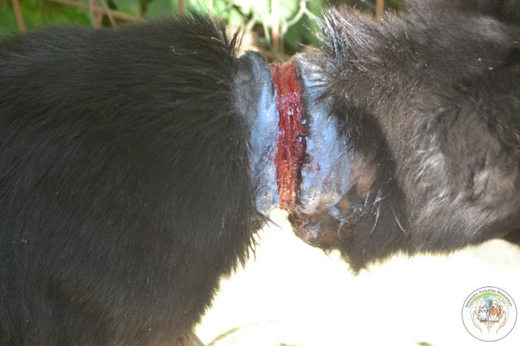 Bild 13: Athene ist freundlich und verschmust, sie liebt die Gesellschaft von Menschen und genießt jede Form von Aufmerksamkeit.