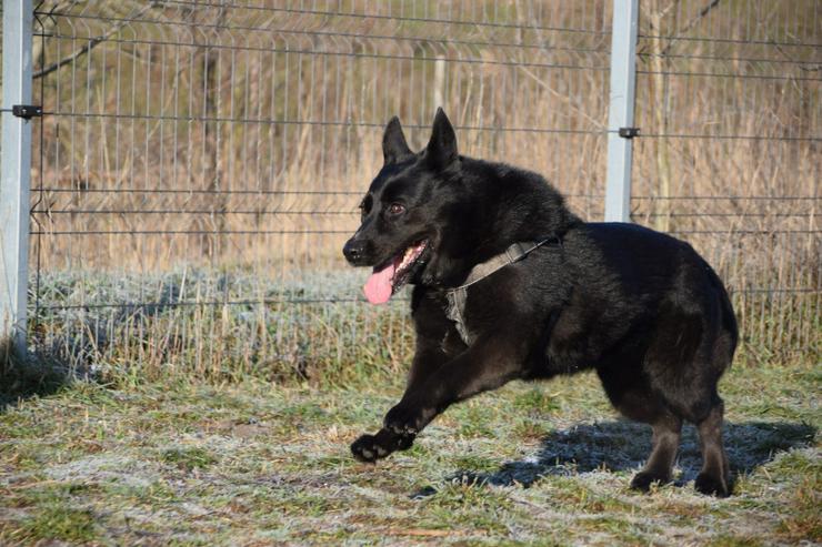 Bild 4: Athene ist freundlich und verschmust, sie liebt die Gesellschaft von Menschen und genießt jede Form von Aufmerksamkeit.