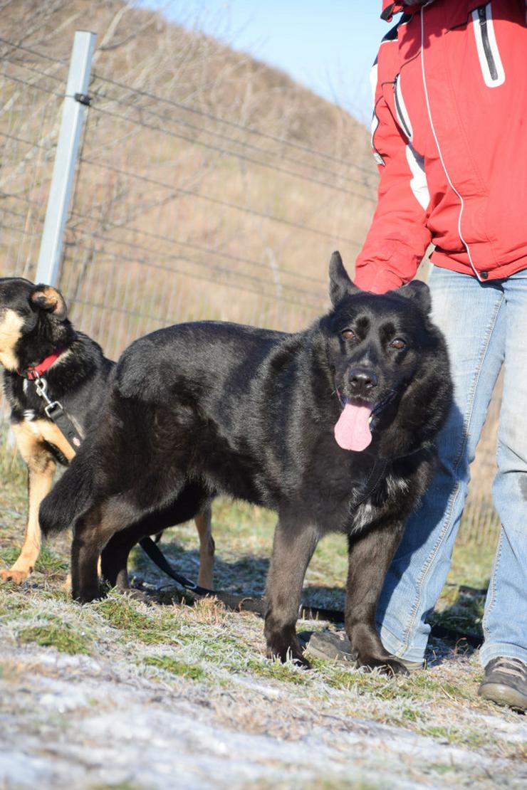 Bild 8: Athene ist freundlich und verschmust, sie liebt die Gesellschaft von Menschen und genießt jede Form von Aufmerksamkeit.