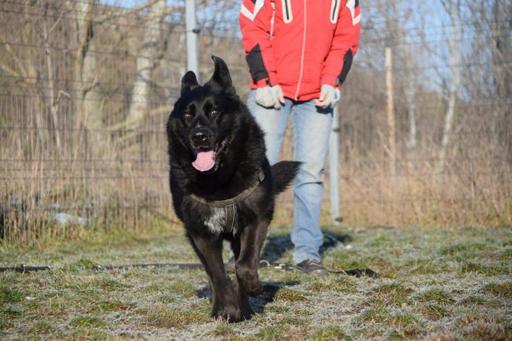 Bild 6: Athene ist freundlich und verschmust, sie liebt die Gesellschaft von Menschen und genießt jede Form von Aufmerksamkeit.