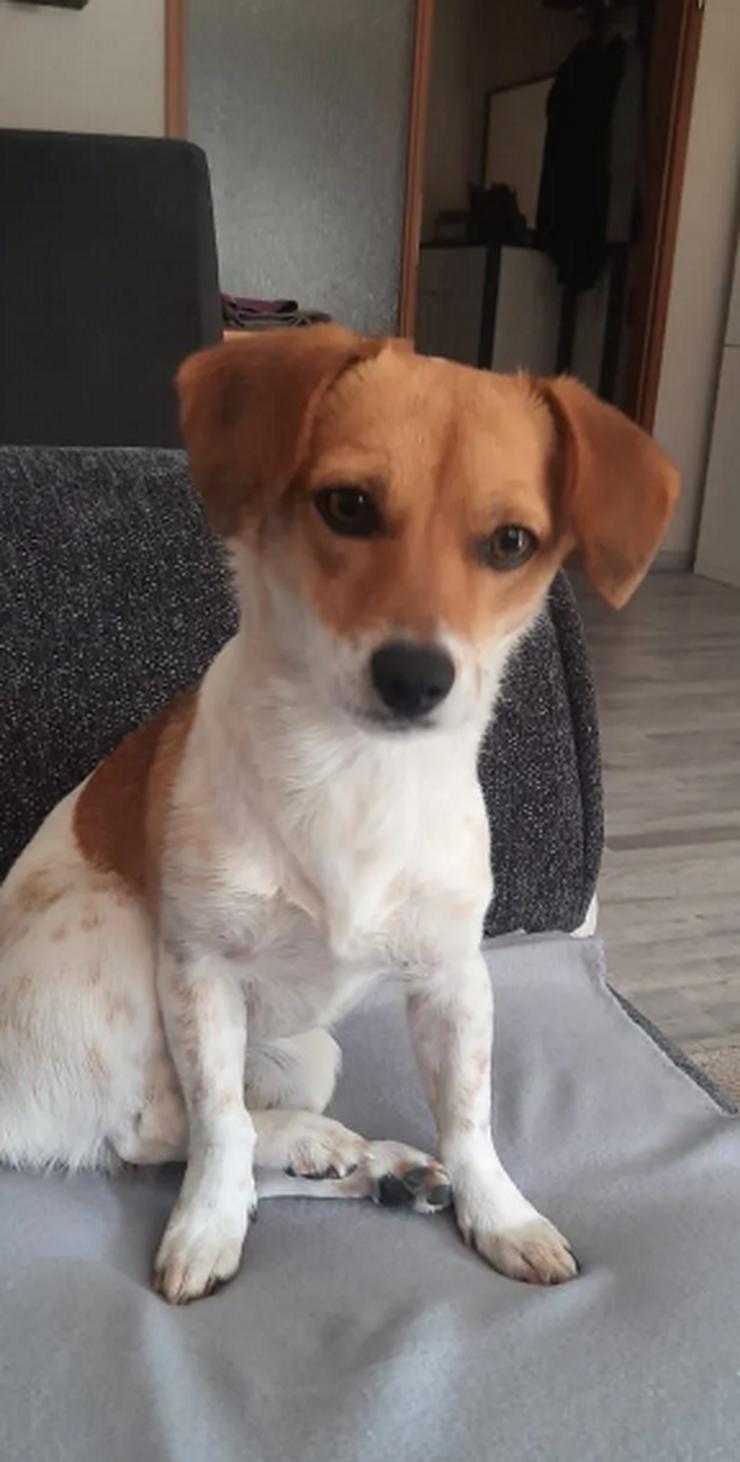 Bild 3: Finni sucht ein neues und liebevolles Zuhause 