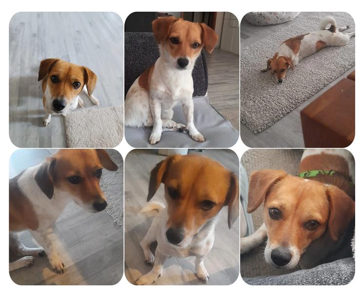 Bild 2: Finni sucht ein neues und liebevolles Zuhause 