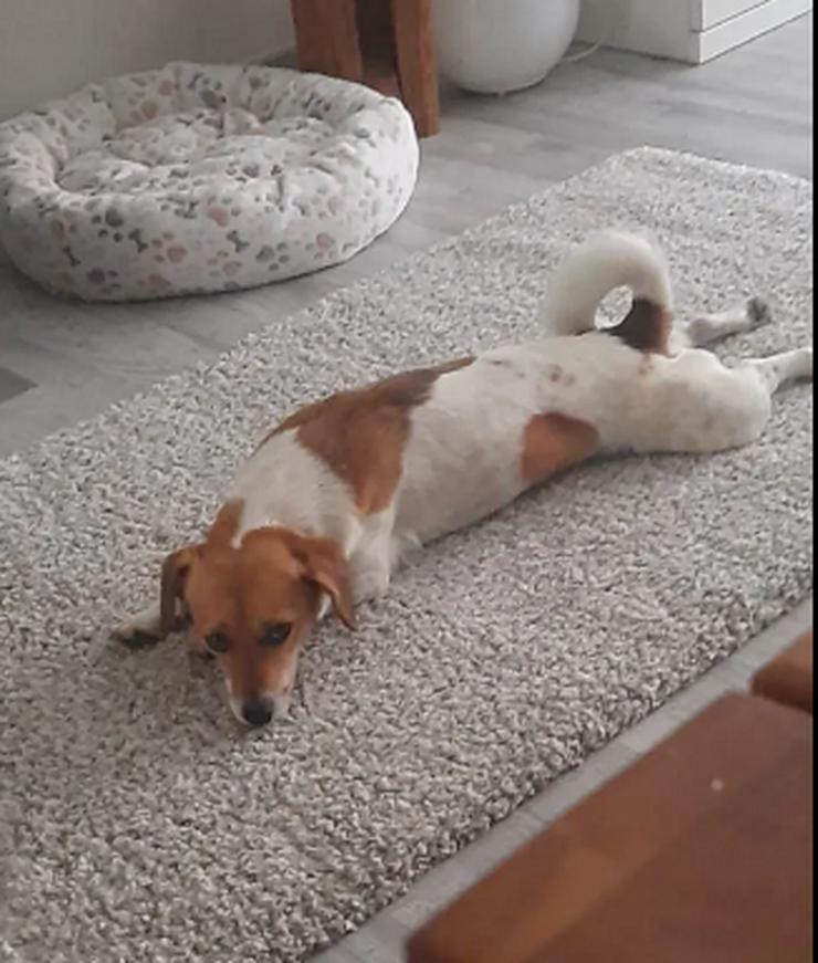 Bild 4: Finni sucht ein neues und liebevolles Zuhause 