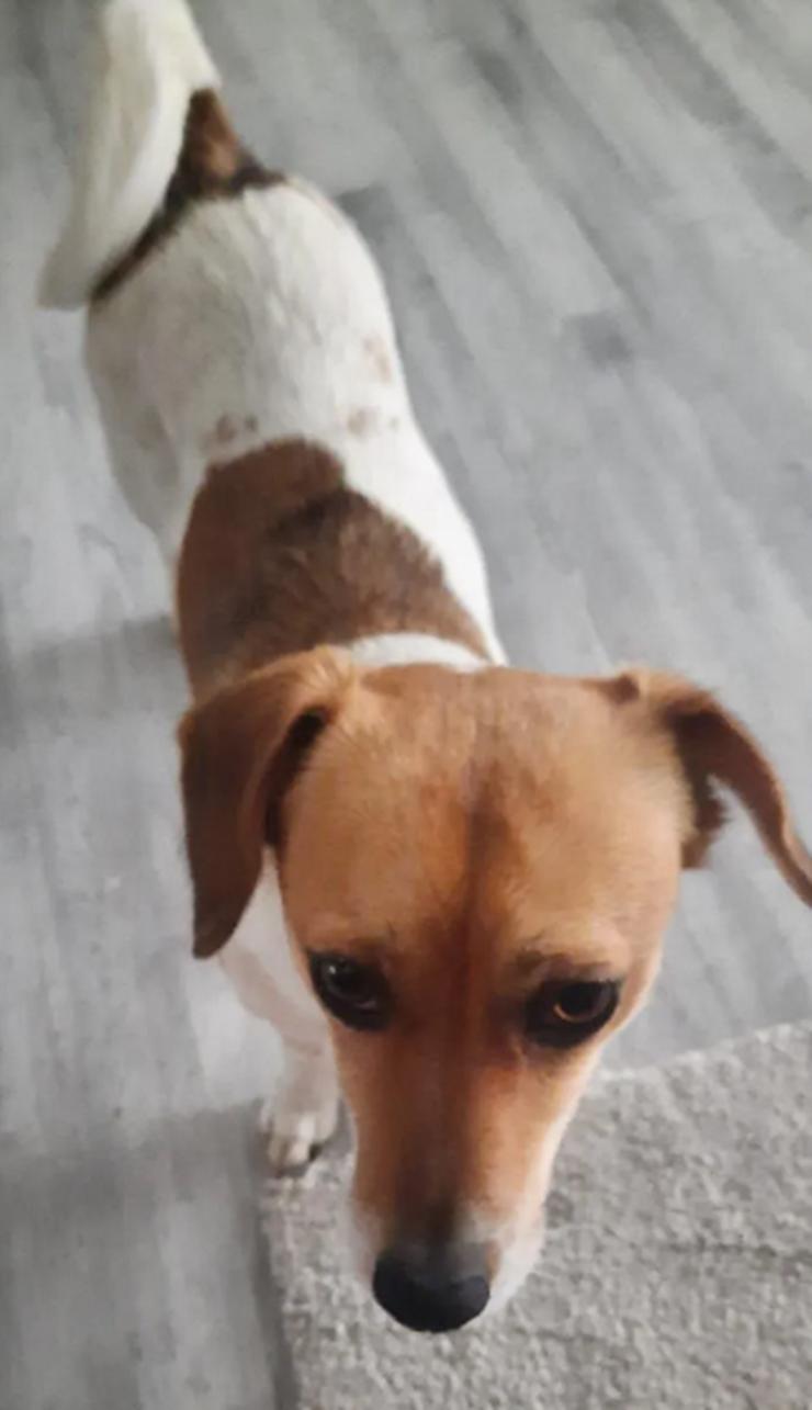 Bild 7: Finni sucht ein neues und liebevolles Zuhause 