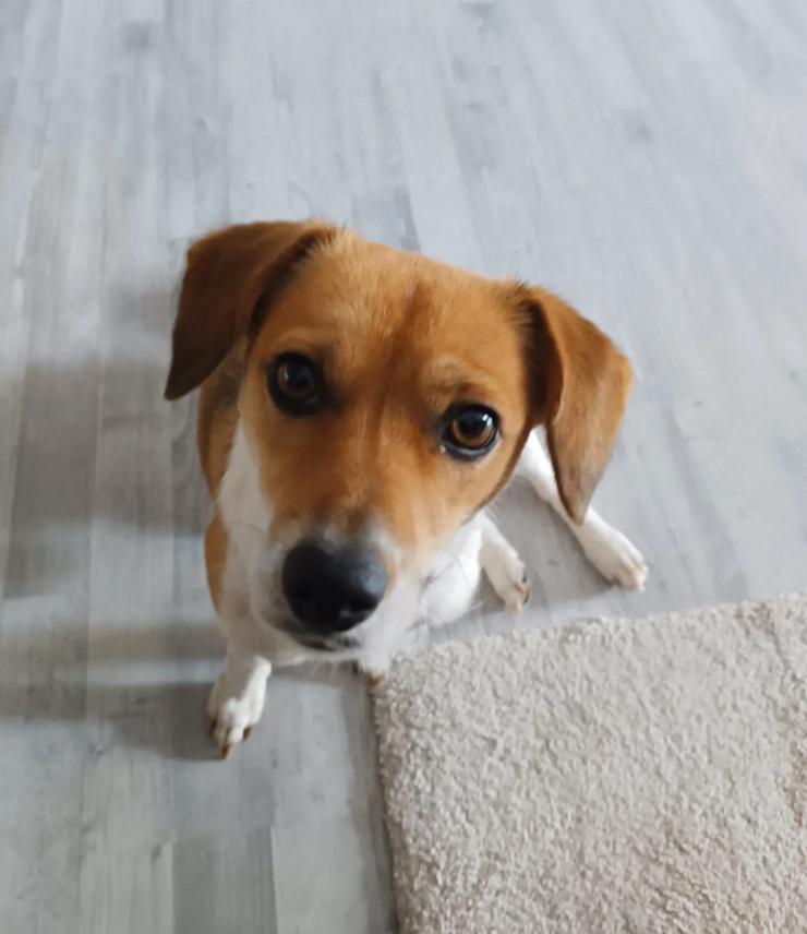 Finni sucht ein neues und liebevolles Zuhause 