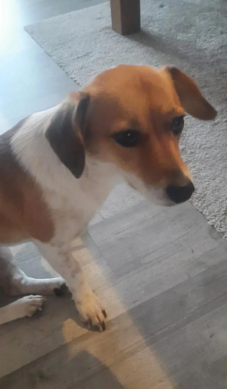 Bild 5: Finni sucht ein neues und liebevolles Zuhause 