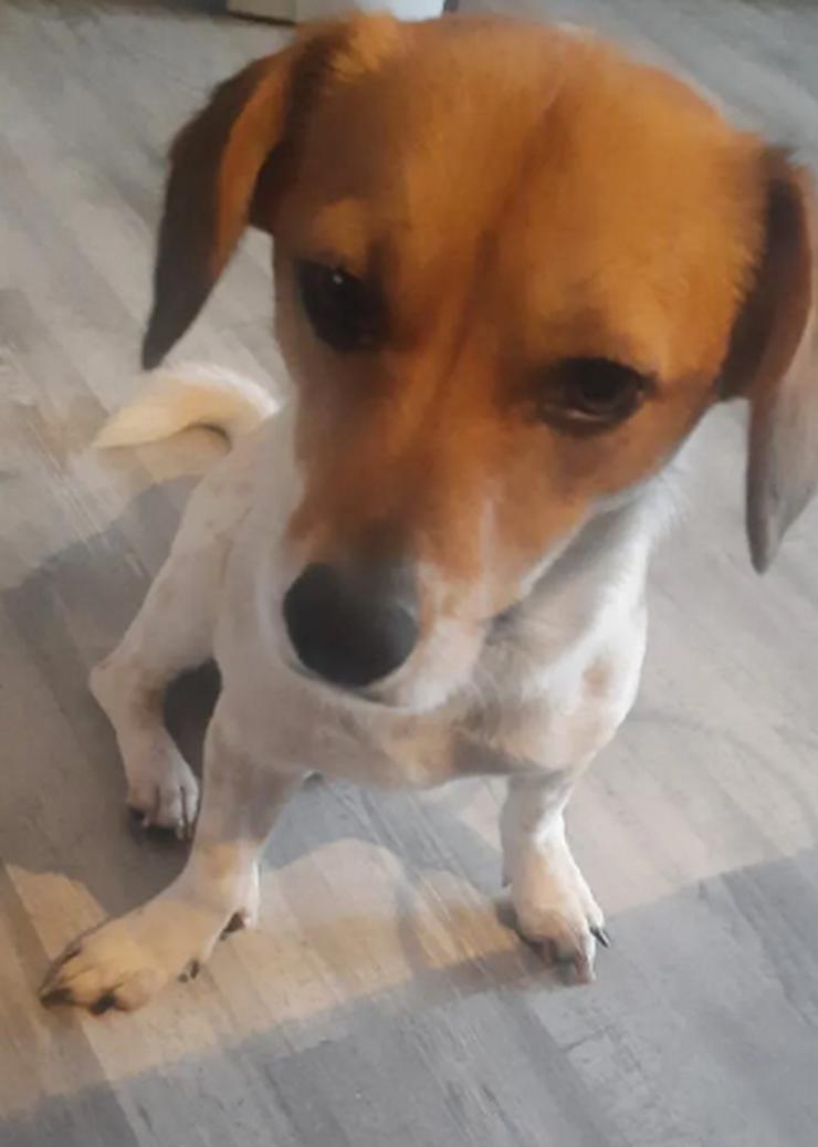 Bild 6: Finni sucht ein neues und liebevolles Zuhause 