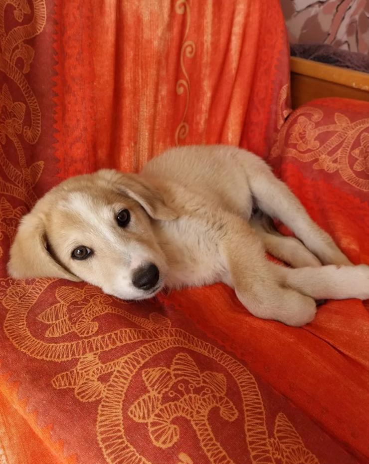 Bild 3: Miro - cleveres Kerlchen auf der Suche nach Geborgenheit