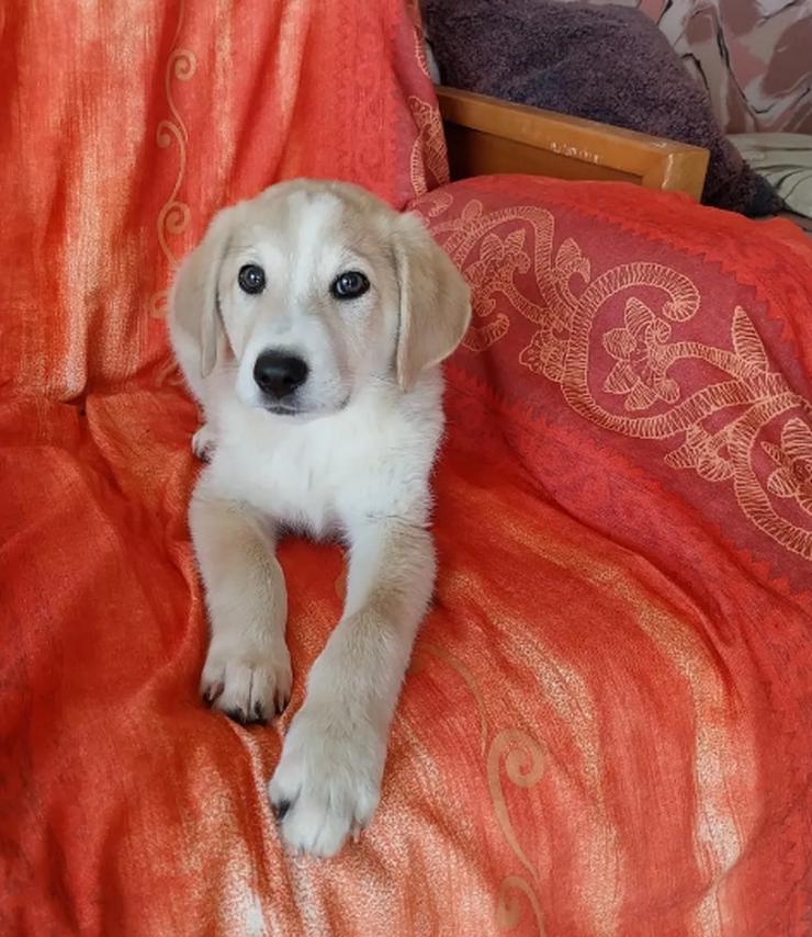 Bild 6: Miro - cleveres Kerlchen auf der Suche nach Geborgenheit