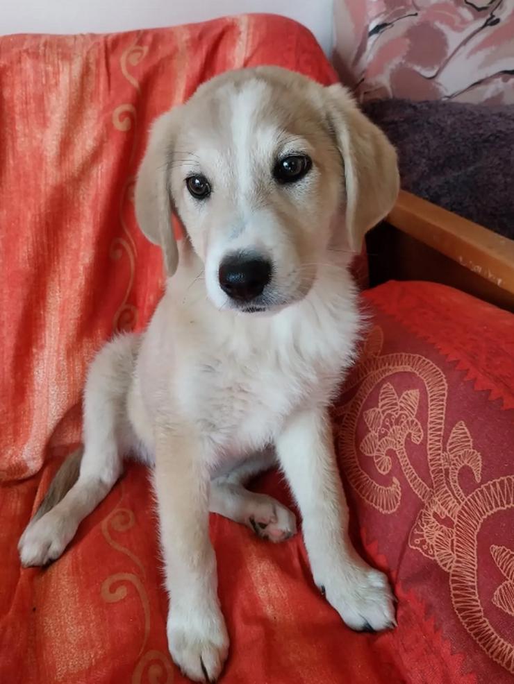 Bild 2: Miro - cleveres Kerlchen auf der Suche nach Geborgenheit