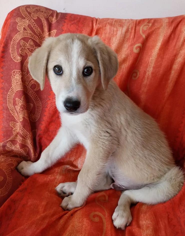 Miro - cleveres Kerlchen auf der Suche nach Geborgenheit