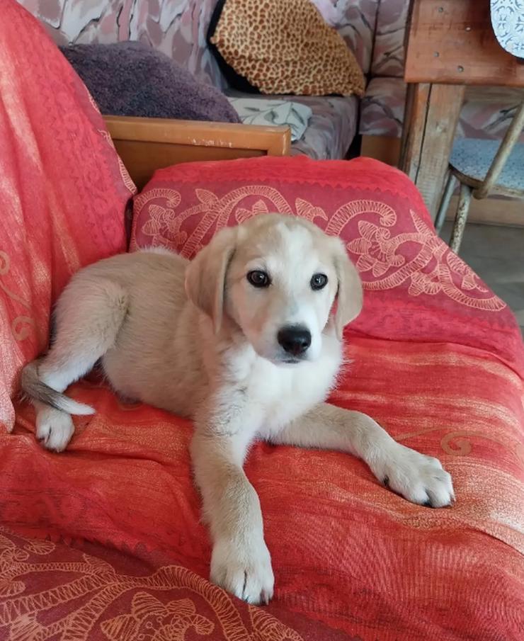 Bild 5: Miro - cleveres Kerlchen auf der Suche nach Geborgenheit