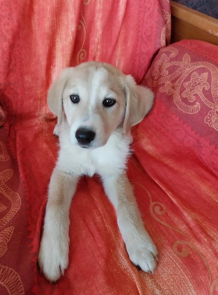 Bild 4: Miro - cleveres Kerlchen auf der Suche nach Geborgenheit