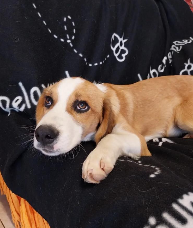 Bild 3: Humphrey – immer gut gelaunt