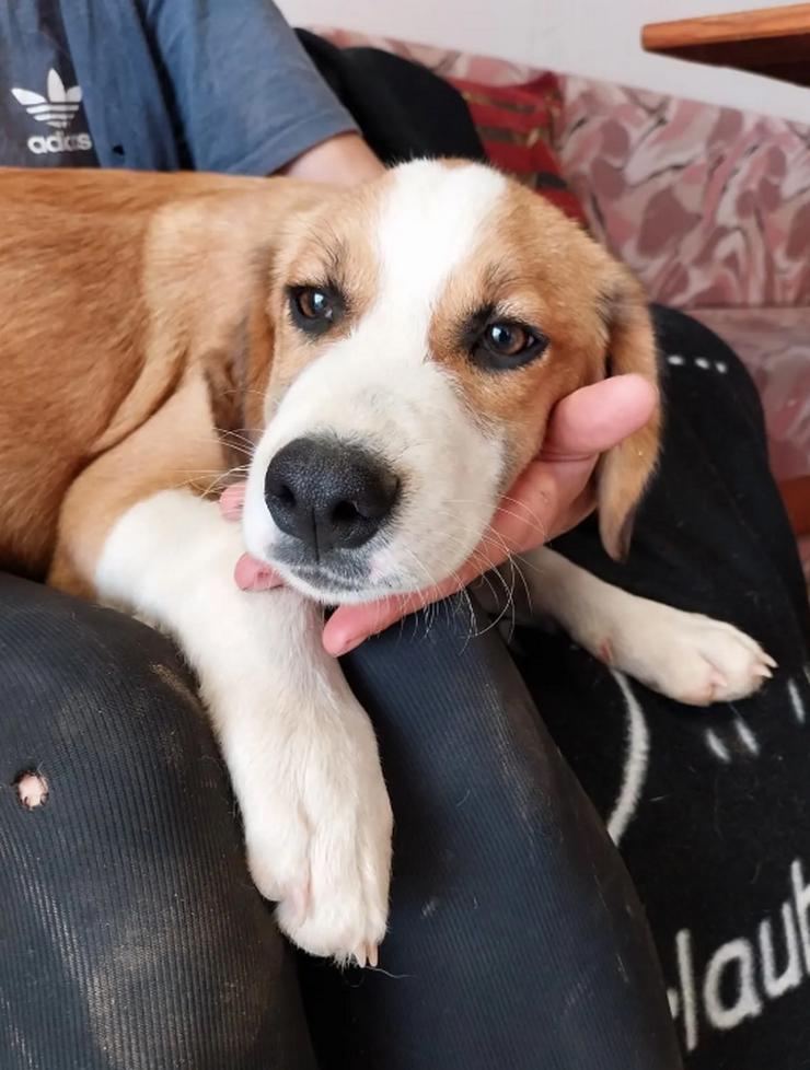 Bild 2: Humphrey – immer gut gelaunt