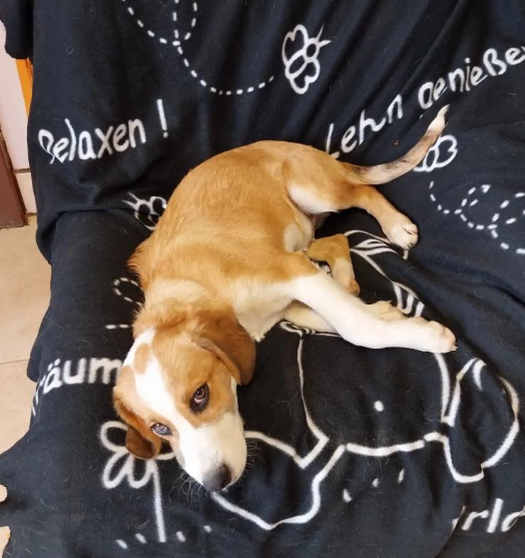 Bild 6: Humphrey – immer gut gelaunt